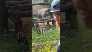 Tino, Harimau Ragunan Penyintas COVID. #AniesJalanJalan