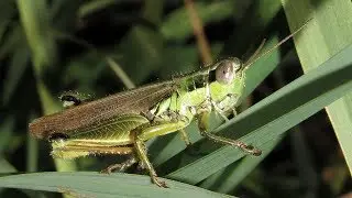 SALTAMONTES COMIENDO