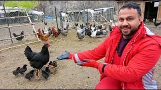 The Secret Broody Hen Returns with Chicks! 😱🐣 | Mixed Poultry and Rural Farm Routine