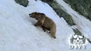 Учет медведей в горах Красной Поляны!
