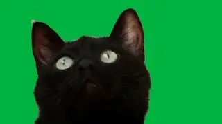 Green Screen Cat 🐈 Cat Green Screen Video 7