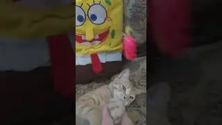 spongebobe playing with cat #spongebob#spongebobsquarepants #shorts#viralshorts
