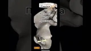 Простата и простатит