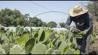 El Nopal Verdura y sus Retos Fitosanitarios (Parte 1)