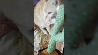 irritating cactus #cutecat #love #goldy #funnyvideo #youtubeshorts