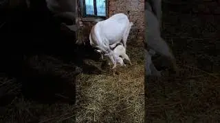 А у нас пополнение в козьем хозяйстве 