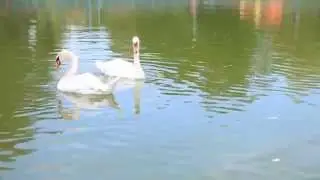 Футаж для видео монтажа HD Footage for video editing Лебеди на озере
