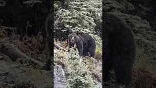 SCARY!! When you unexpectedly photograph a GRIZZLY BEAR in Glacier National Park