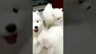 超级可爱的宠物视频 可爱的动物 #shorts #10258