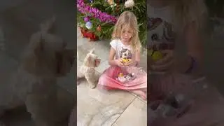 Отвлекающий маневр🐶😂Red herring 