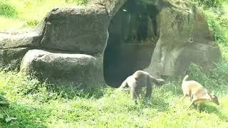Baby gorilla gets scared of a deer