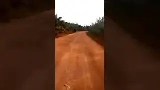 Elephant attack