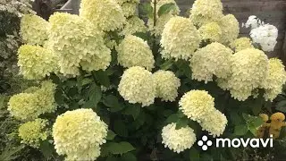 Мои гортензии🌸🍃🌸🍃🌸🍃