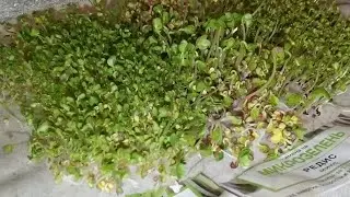Что лучше выращивать в качестве микрозелени.
