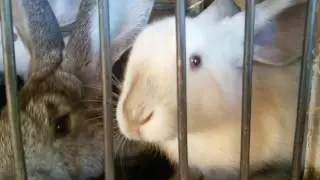Кролики / Rabbits
