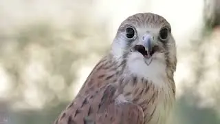 [YTP] Lamp oil Kestrel