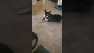 2gether pranks her dog😅😂🤣😂😅