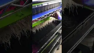 🌱 Comparing Cabbage Microgreens Growth: LED Shop Lights vs. Blurple LED | Kratky Method Results