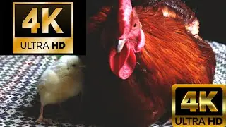 Rooster Crowing Chickens Carrying as Father to Chickees & Funniest Chicken 4K Ultra HD Resolution
