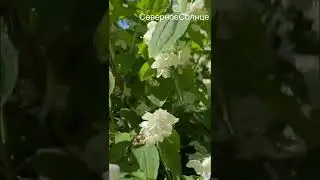 На севере не увидишь столько цветущих растений🌸#shorts