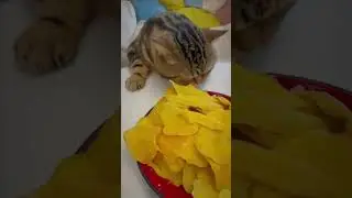 Funny cat #catstagram #funny #cat #funnypets #catlover #funnyanimals #funnycute #animal #catlaughs