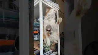 Рыжик играет с мышкой #pet #cat #funnypet #funny #funnyanimal #кайф #мой кот