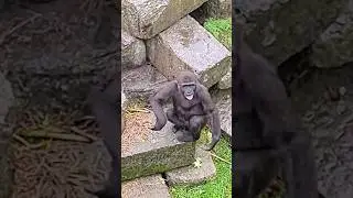 When you get caught out in a shower!  #gorilla #raindance