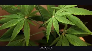 Herbal Dispensary Asset Pack UE5