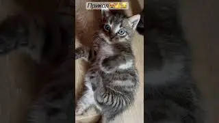 Юмор😻😂👍котёнок😻обжора