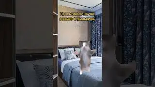 Будильник не разбудил собаку😱 Пародия на @Danya_rodnoy 