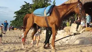 Horse pissing