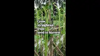 Grow stringbean at homebackyard from seed to harvest🌿