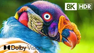 MOST EXOTIC BIRDS in 8K ULTRA HD HDR | Dolby Vision™ 60FPS