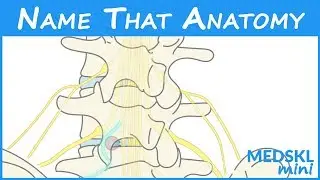 Name That Anatomy - Episode 193
