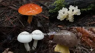 After The Rain Relaxing Mushroom Picking Jamur