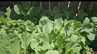 Come see my backyard  Garden🍅🍅🍅