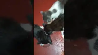 Котята кушают 😋Свинюшки) Первый прикорм маленьким котятам #домашниеживотные #котята #прикормкотят