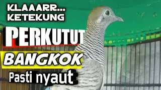 Perkutut bangkok,sekali pancing langsung manggung mengikuti iriama suara khas