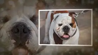 The English Bulldog    