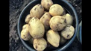 Уборка картошки. Картофельный урожай 2021 г.
