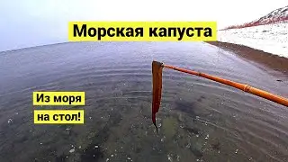 Collected and prepared kelp