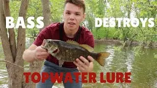 HUNGRY Bass DESTROYS Topwater lure!