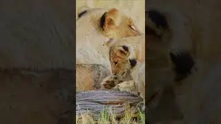 Lioness Shares Special Moment with Cubs