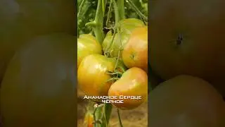 Отличный сорт! Урожайный, красивый и вкусный! Ананасное Сердце Чёрное.