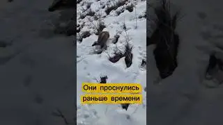 Animals wake up early!