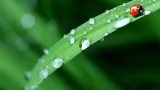 Спокойная, Расслабляющая Музыка, Шум Дождя, Звуки Природы. #Релакс RELAX!