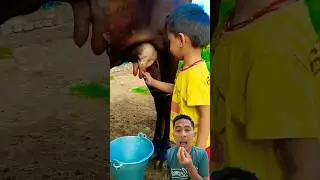 peras susu sapi