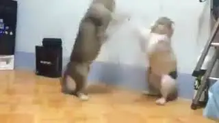 Cats Best Fighting Ever
