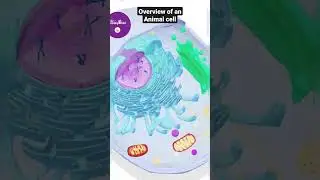 Animal Cell Structure | Cell Structure & Cell Organelles | Animation