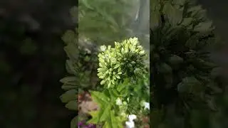 Бабье лето. Флокс.